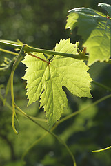 Image showing Leaf of grape 