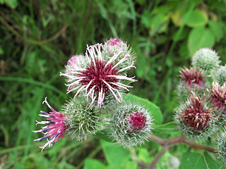 Image showing Pink flowers of burdock, agrimony in summer 