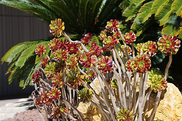 Image showing Beautiful succulent plants and palm trees