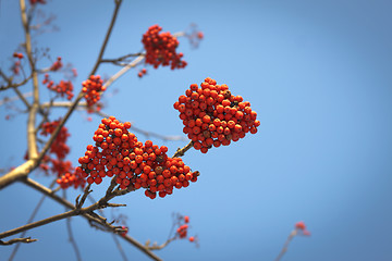 Image showing Branches of mountain ash with red berries against the blue sky