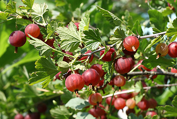 Image showing Gooseberry branch with ripe berries 