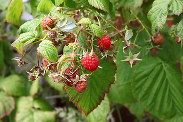 Image showing Branch of raspberries in a summer garden