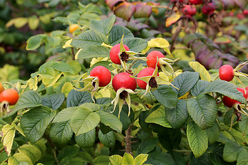 Image showing Wholesome berries of wild rose