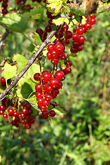 Image showing Bunch of bright red currants