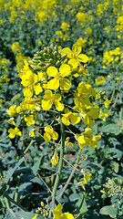 Image showing Yellow flowers winter cress