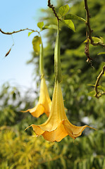 Image showing Yellow brugmansia named angels trumpet or Datura flower