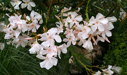 Image showing Oleander bush with beautiful flowers