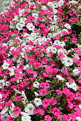 Image showing Beautiful flowers of pink and white petunia