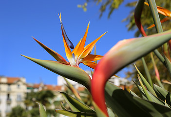 Image showing Strelitzia Reginae flower (bird of paradise flower)