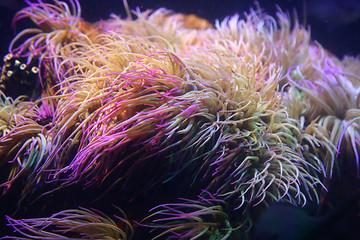 Image showing Amazing marine animals closeup in aquarium