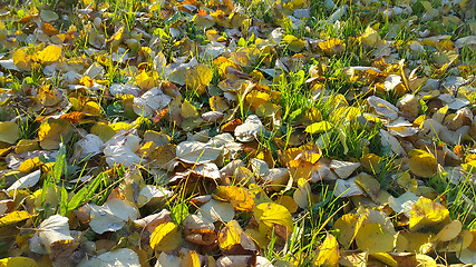 Image showing Autumn background with green grass and fallen leaves