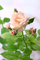 Image showing Beautiful pink rose