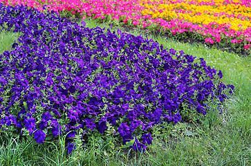 Image showing Lawn with bright petunia 