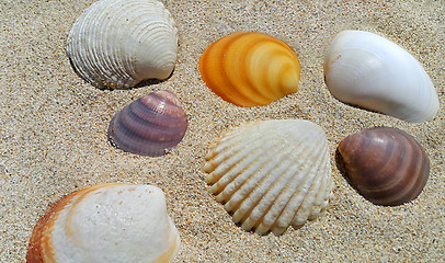 Image showing Seashells closeup on a sand