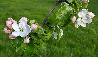 Image showing Branch of a spring flowering apple-tree