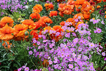 Image showing Flowerbed with bright color flowers