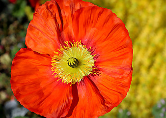 Image showing Beautiful red poppy