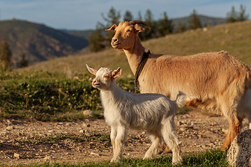 Image showing Mother goat and her kid