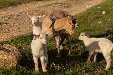 Image showing Mother goat and her kids