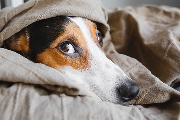 Image showing Cute Jack Russell Terrier on his place.