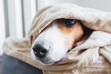 Image showing Cute Jack Russell Terrier on his place.