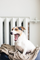 Image showing Cute Jack Russell Terrier on his place.