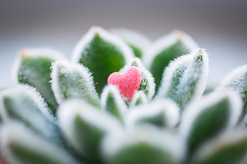 Image showing Small pink candy Heart lying on shaggy green leafs