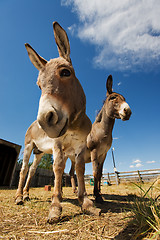 Image showing Two donkeys