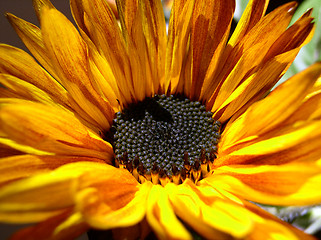 Image showing sunflower