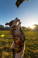 Image showing Play with jack rassell in nature 