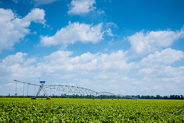 Image showing beet field watering machine