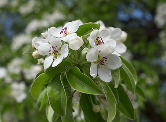 Image showing Apple blossoms in spring on white background