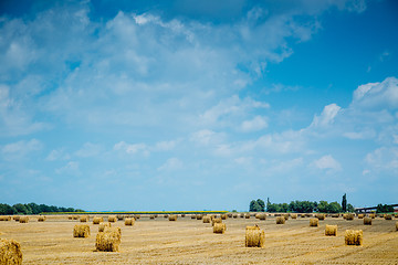 Image showing Straw bales on farmland