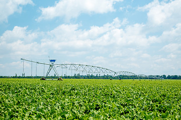 Image showing beet field watering machine