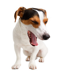 Image showing Jack Russell Terrier of white background