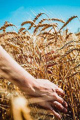 Image showing girl runs a hand through the ears of wheat