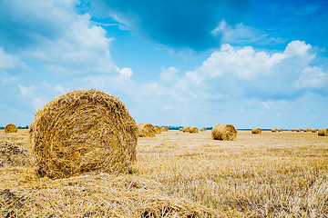 Image showing Straw bales on farmland