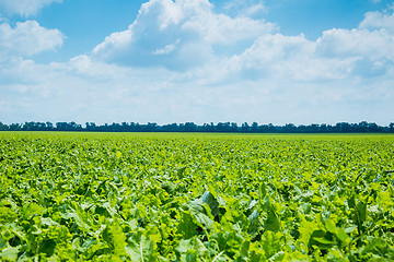 Image showing green field and blue sky 