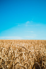 Image showing Wheat field and blue sky