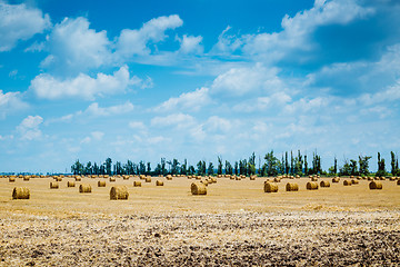 Image showing Straw bales on farmland