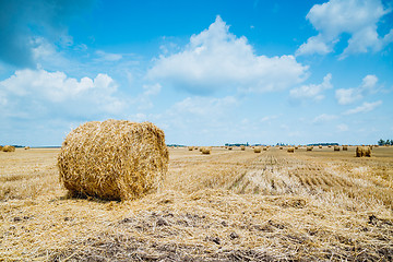 Image showing Straw bales on farmland