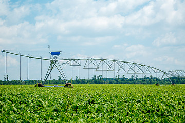 Image showing beet field watering machine