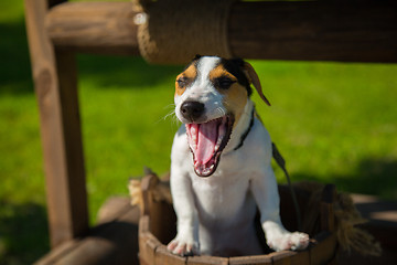 Image showing Little dog Jack Russell Terrier yawns