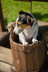 Image showing Cute puppie yawning