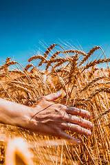 Image showing girl runs a hand through the ears of wheat