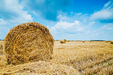 Image showing Straw bales on farmland