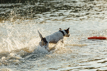 Image showing Dog running in water of sea