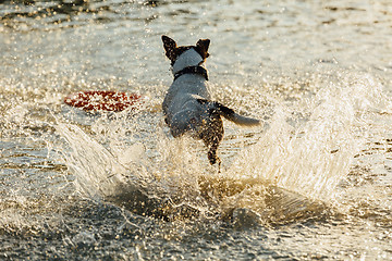 Image showing Dog running in water of sea