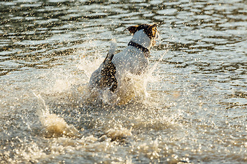 Image showing Dog running in water of sea