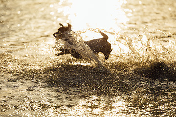 Image showing Dog running in water of sea